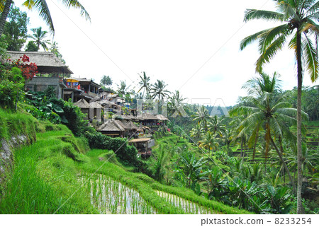 Ubud Rice terrace Rice terrace Rice field Tegalalan village Tegallaran rice Bali Indonesia Asia Southeast Asia Rice cultivation Rice cultivation Yadakida Tadada field Paddy field Paddy field Rice paddy field landscape Cultivated land Mountainous region Natural landscape 8233254