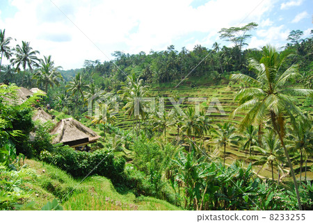 Ubud Rice terrace Rice terrace Rice field Tegalalan village Tegallaran rice Bali Indonesia Asia Southeast Asia Rice cultivation Rice cultivation Yadakida Tadada field Paddy field Paddy field Rice paddy field landscape Cultivated land Mountainous region Natural landscape 8233255