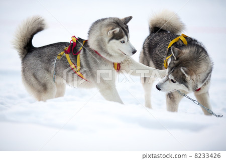 Two playing siberian husky dogs outdoor Two playing siberian husky dogs outdoor 8233426