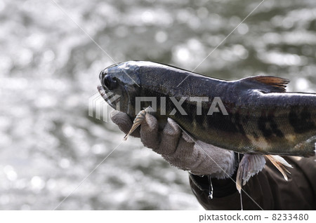 Capture salmon 8233480