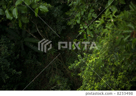 Jungle (overhead view) Borneo Island Jungle (overhead view) Borneo Island 8233498