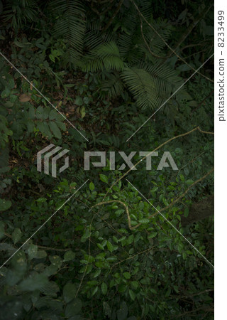 Jungle (overhead view) Borneo Island Jungle (overhead view) Borneo Island 8233499