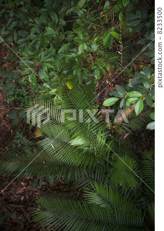 Jungle (overhead view) Borneo Island Jungle (overhead view) Borneo Island 8233500