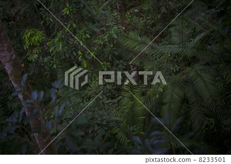 Jungle (overhead view) Borneo Island Jungle (overhead view) Borneo Island 8233501
