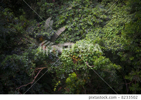 Jungle (overhead view) Borneo Island 8233502