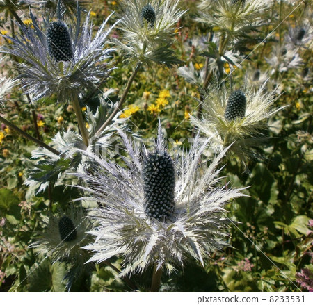 Alpine plant Eryngium alpinum 8233531