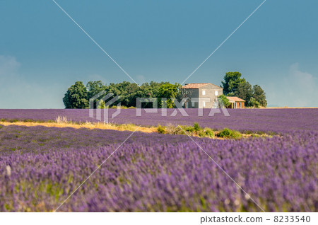Lavender field, Provence, France 8233540