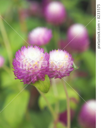 淡紫色的花朵 8233575