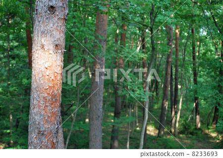 Woods	 8233693