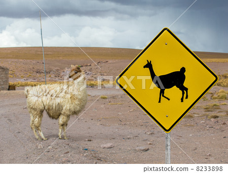 Lama crossing traffic sign, Altiplano, Bolivia 8233898