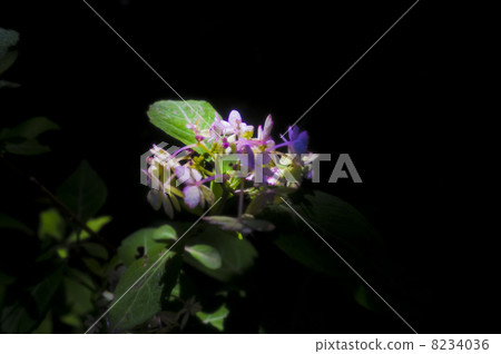 Hydrangea and Aya of Kwanji Temple 8234036