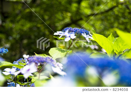 Hydrangea and Daisen of Gwangli-ji 8234038