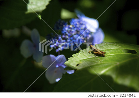 Hydrangea and grasshoppers of Gwangli-ji 8234041