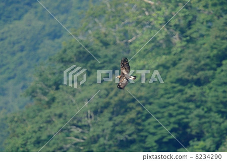 鷹之鷹 鷹之鷹 8234290