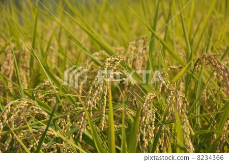 卓有成效的秋天 8234366