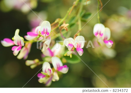 Hagi flower Hagi flower 8234372