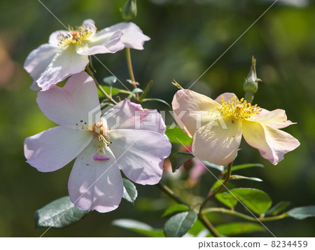 The Alexandra Rose The Alexandra Rose 8234459