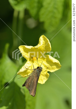 Flowers of goya and Ichimon dyseri Flowers of goya and Ichimon dyseri 8234677