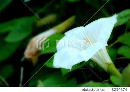 Morning glory 8234874