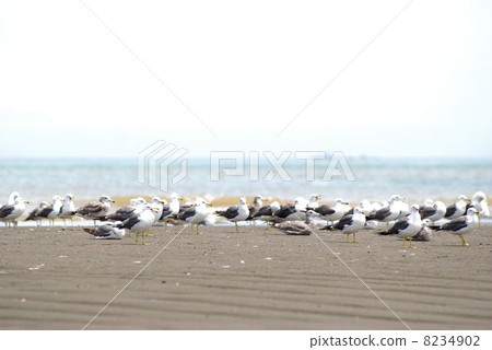 A group of seagulls 8234902