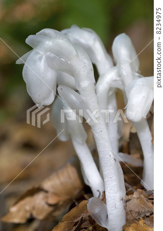 Ginkgo blowfly 8234975