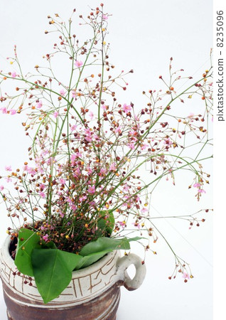 Hazeland和紅色果子小和逗人喜愛的花 8235096