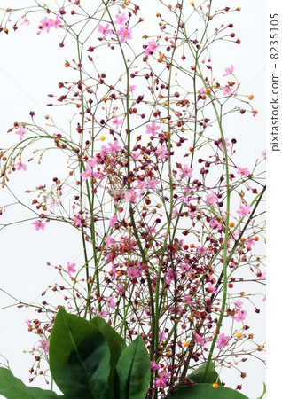 Small and cute flower of Hazeland and red fruit 8235105