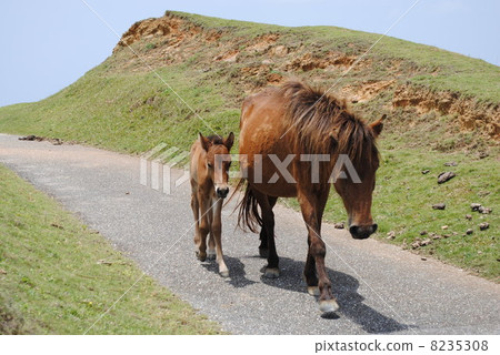 Horse parent and child 8235308