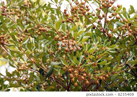 Fruit of moccoccus Fruit of moccoccus 8235409