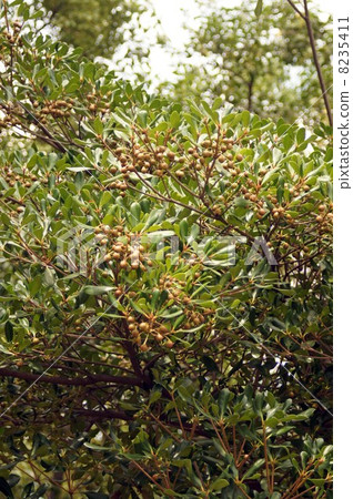 Fruit of moccoccus 8235411