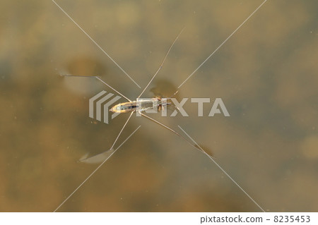 水黽 水黽 8235453