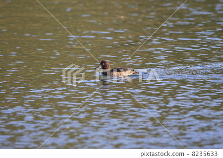 簇絨 簇絨 8235633