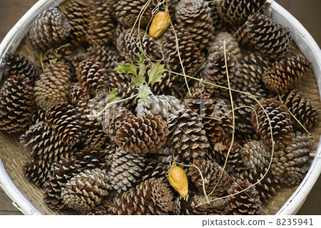 松果 松果 8235941