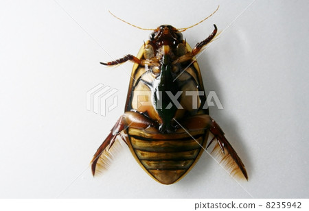 Genghrow abdomen 8235942