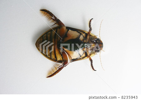 Genghrow abdomen 8235943