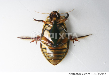 Genghrow abdomen 8235944