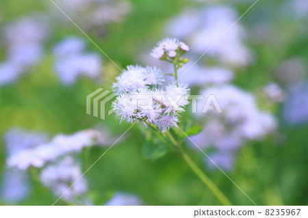 西部富士Bakama花 西部富士Bakama花 8235967