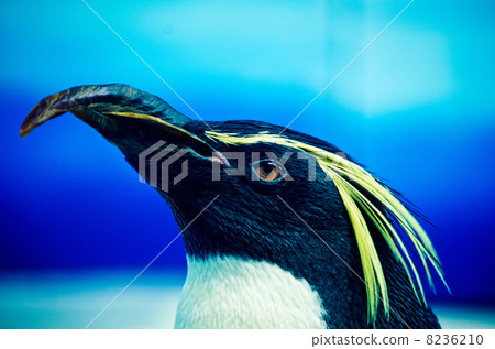 Iwatobi penguins 8236210