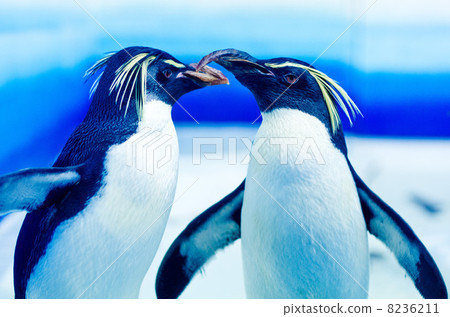 Iwatobi penguins 8236211