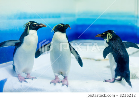 Iwatobi penguins 8236212