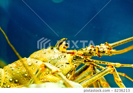 Lobster Lobster 8236213