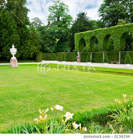 Alley lawn and hedge in a summer park 8236294