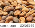 Cacao beans 8236345