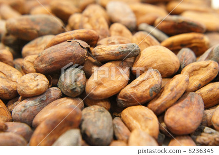 Cacao beans 8236345