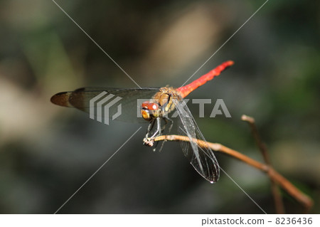Risuakane ♂ 8236436