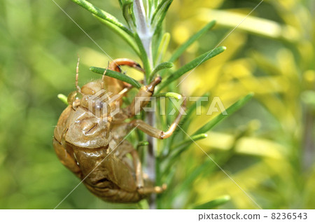 The cicada's omission shell attached to rosemary The cicada's omission shell attached to rosemary 8236543