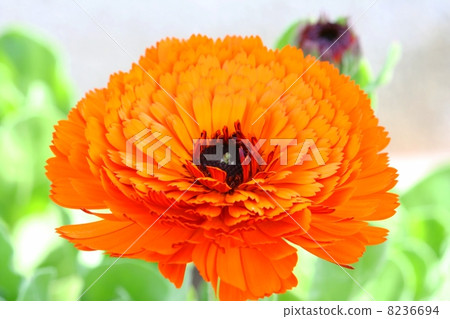 Calendula flower Calendula flower 8236694