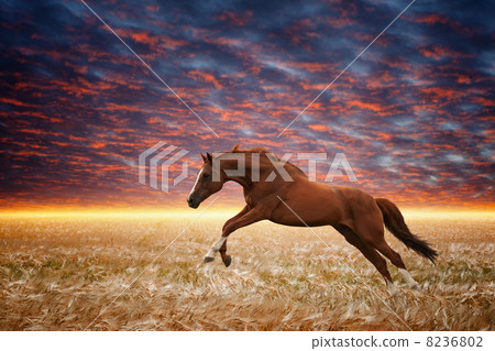 Running horse 8236802