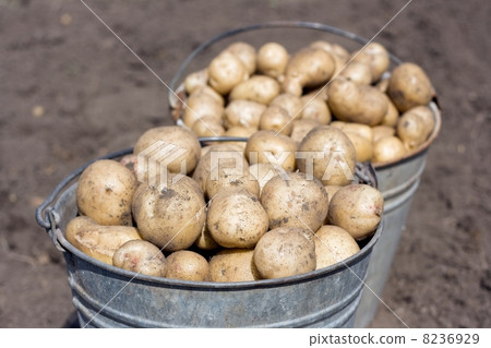 Two buckets with potatoes 8236929