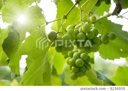 Green grapes 8236930